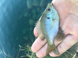 Is this a baby Crappie?