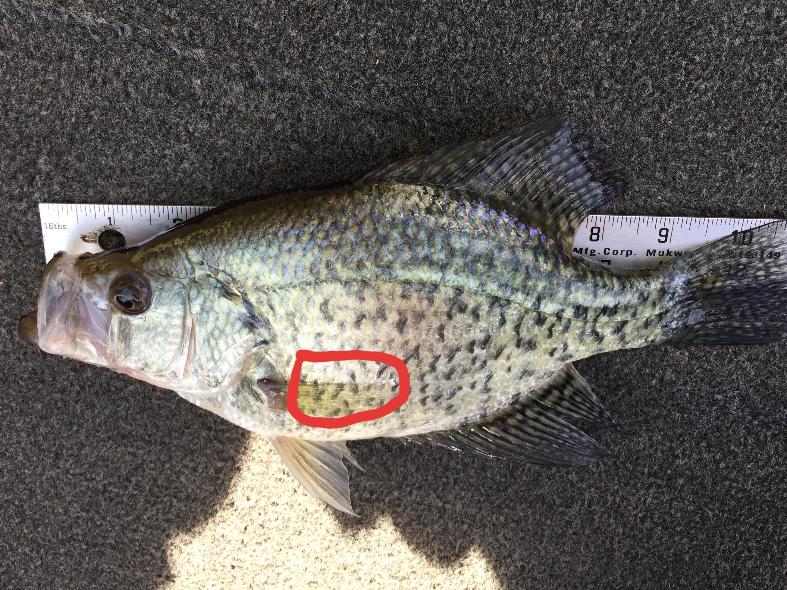 Crappie Scale Collecting